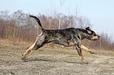 CATAHOULA 002